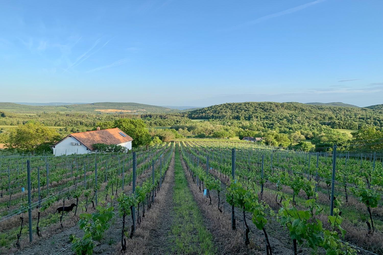 Kali Panorama Birtok Βίλα Mindszentkálla Εξωτερικό φωτογραφία